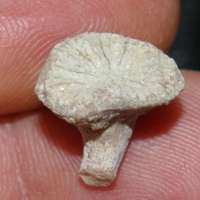  Fossil coral