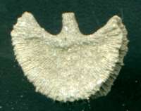  fossil coral