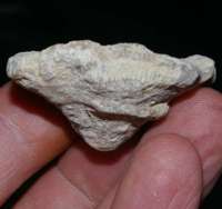  Fossil coral