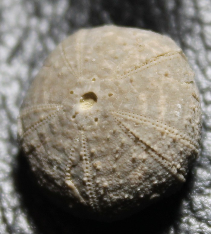 Codiopsis lorini