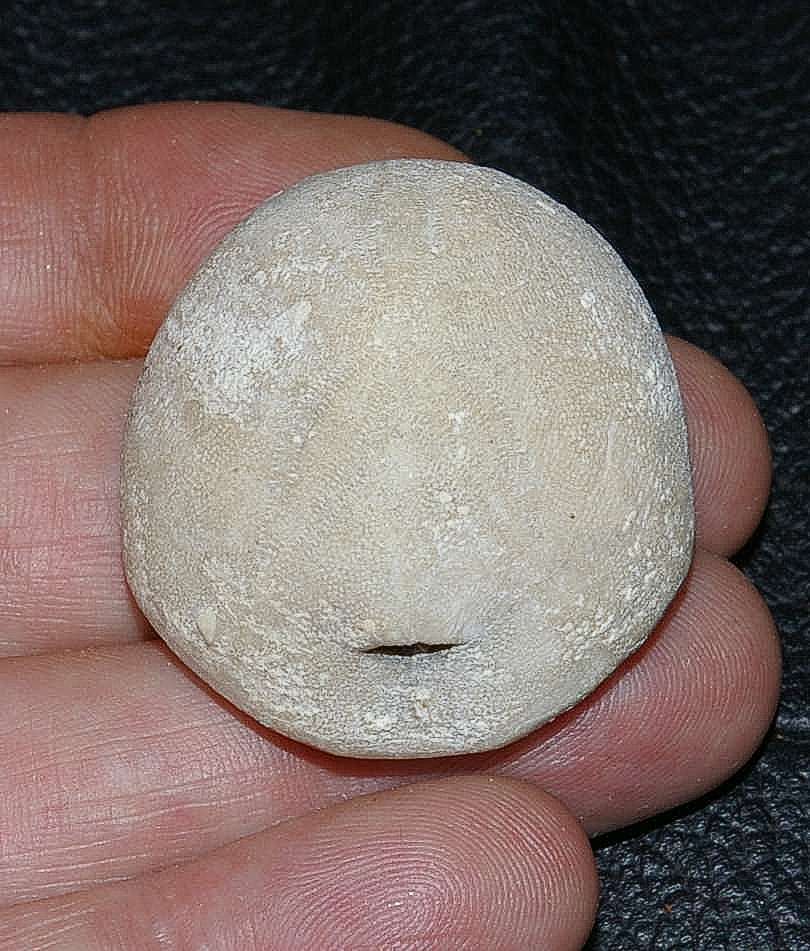 Fossil echinoids Rhyncholampas gouldii 