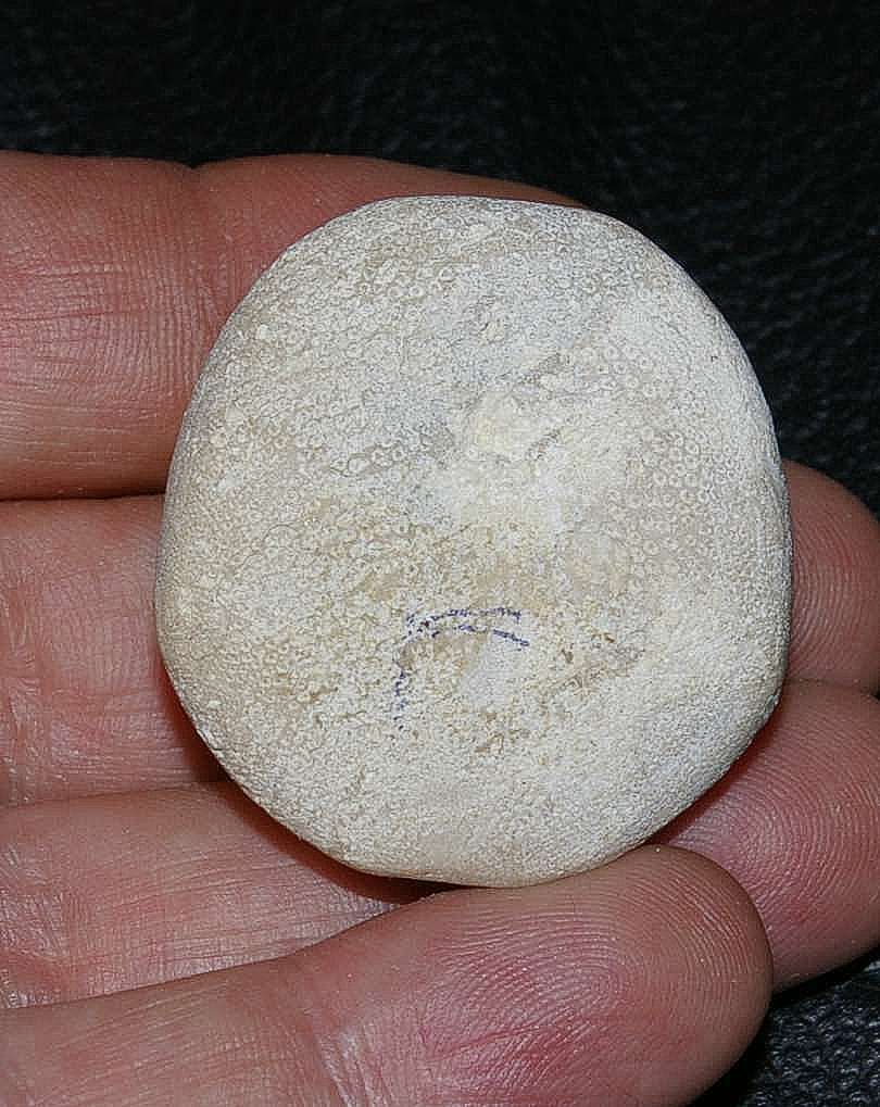 Fossil echinoids Rhyncholampas gouldii 