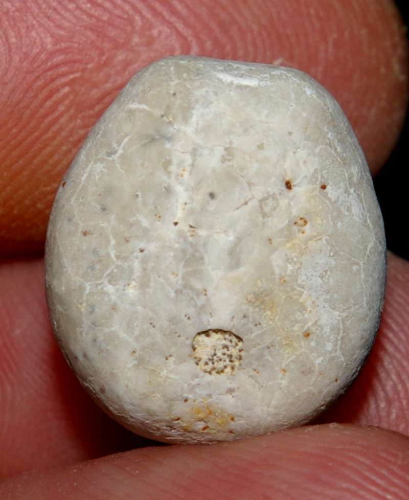 Campanian fossil echinoid