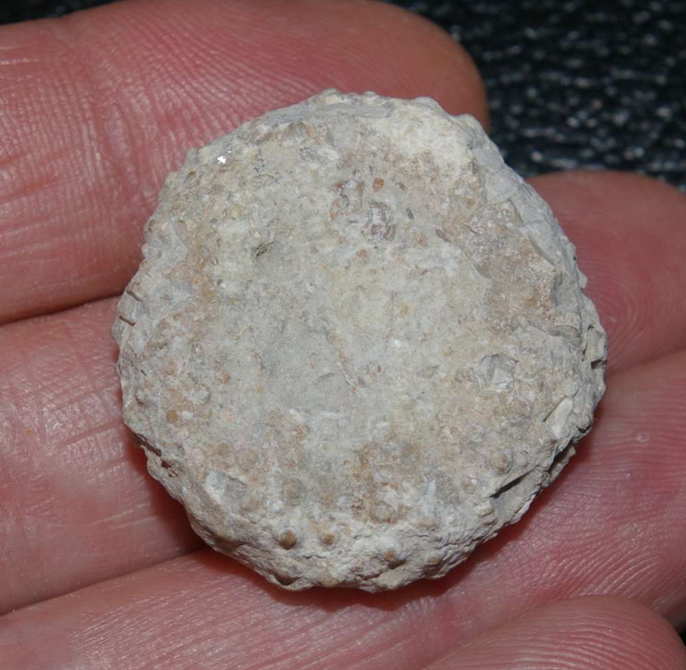 Circopeltis baicherei fossil echinoid 