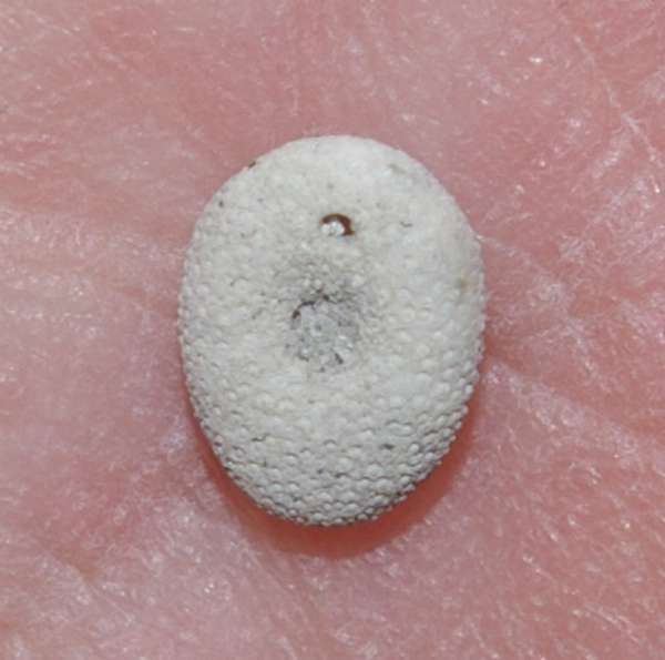 Echinociamus pusillus