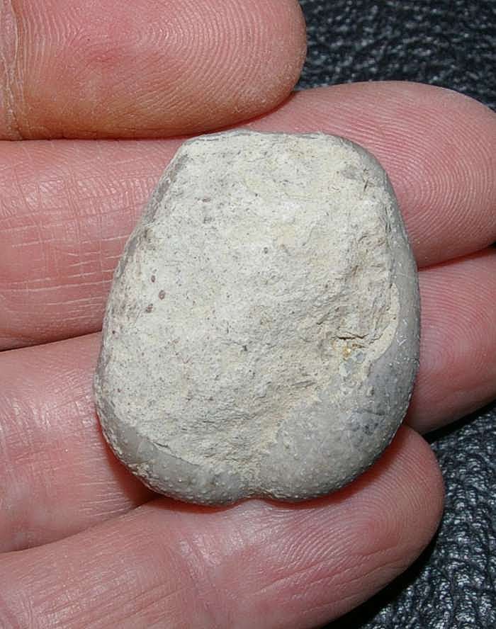 Fossil echinoid
