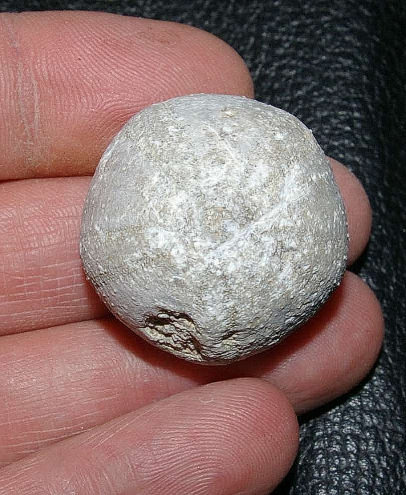 Fossil echinoid