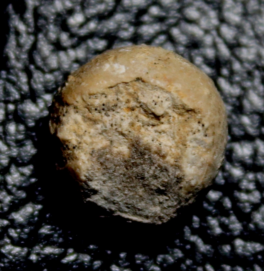 fossil echinoid