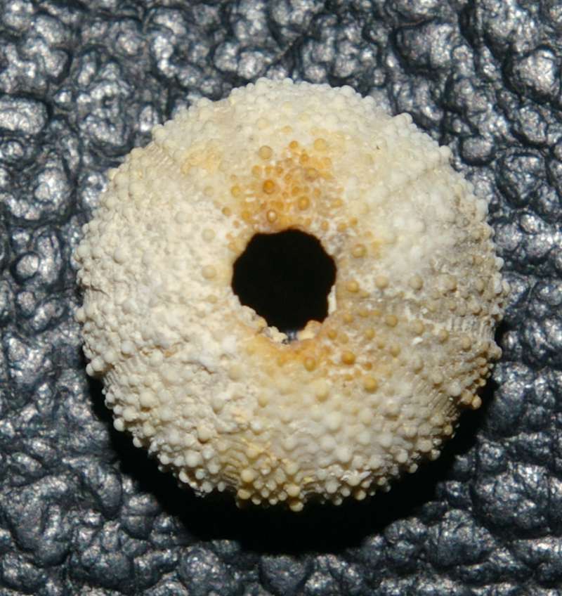  Arbacina monilis