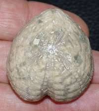  Fossil echinoid