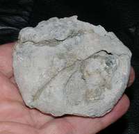 fossils echinoids