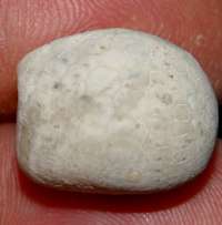 Offaster pilula, fossils echinoids