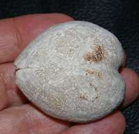  Micraster glyphus, Fossil echinoid