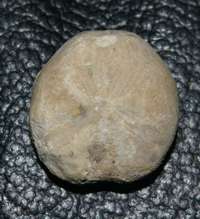 Hemiaster scutiger,Fossil echinoid