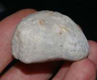 Micraster schroederi, Fossil echinoid