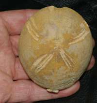 Hemipneuste striatoradiatus, fossil echinoid