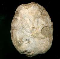 fossil echinoid,  Eupatagus faurai