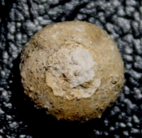 fosil echinoid