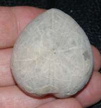  fossil echinoid