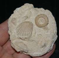  fossil echinoid