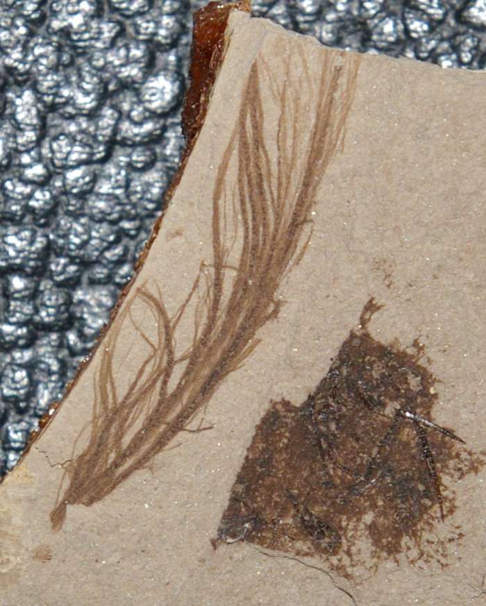 Fossil Bird Feather