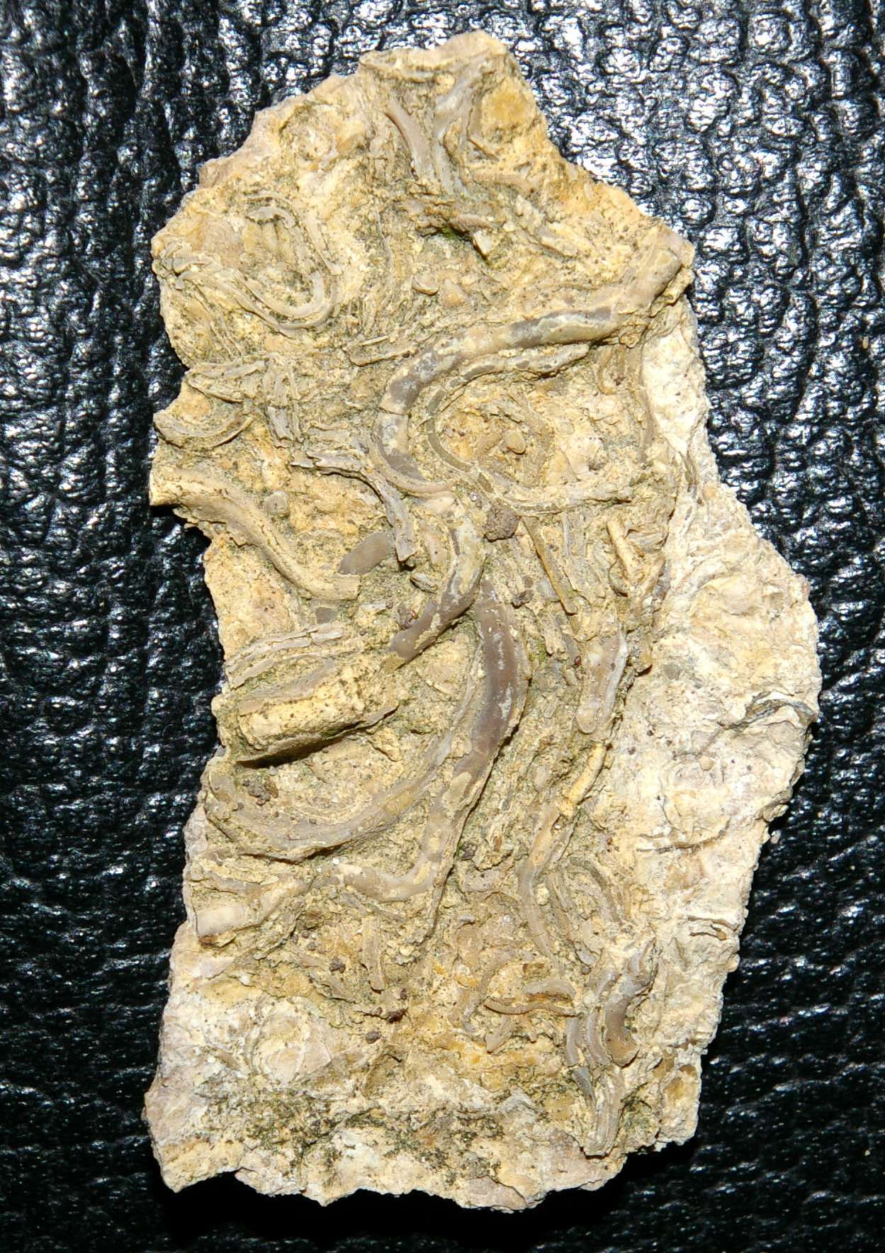 Fossil Annelida