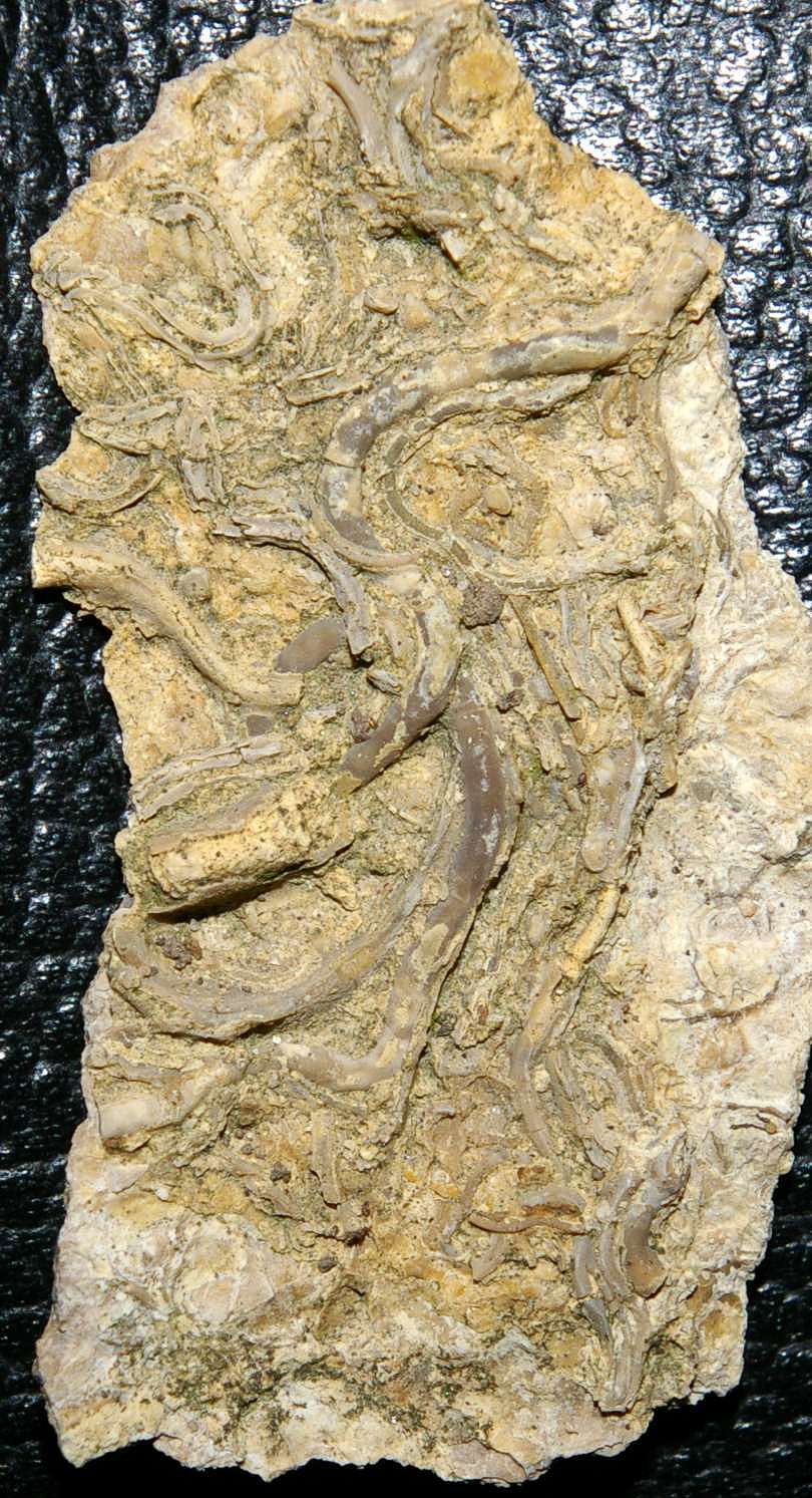 Fossil Serpula