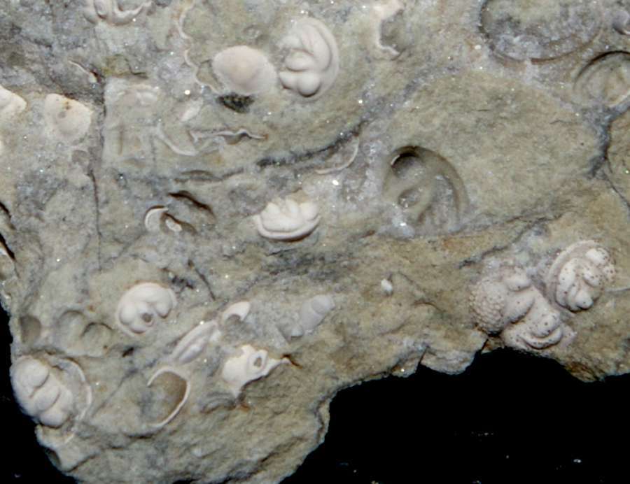 fossils seed shrimps