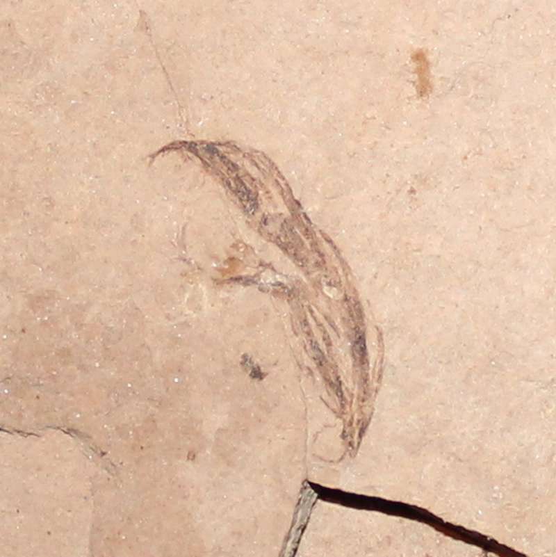 fossil bird feather