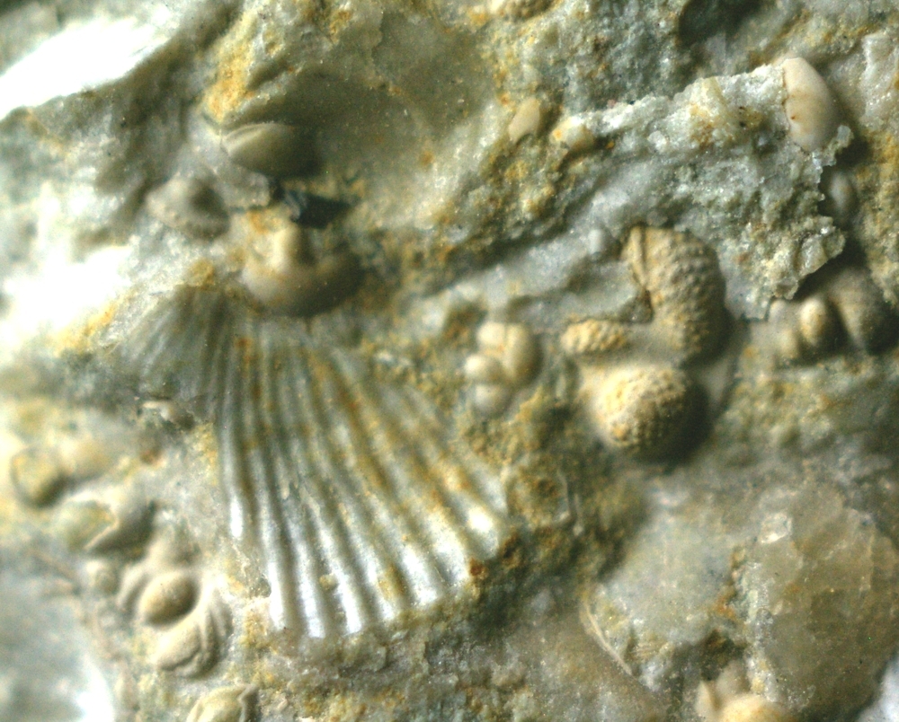 fossils ostracods