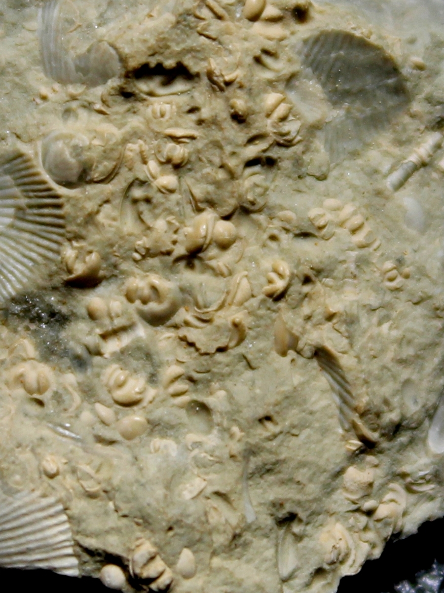 fossils seed shrimps