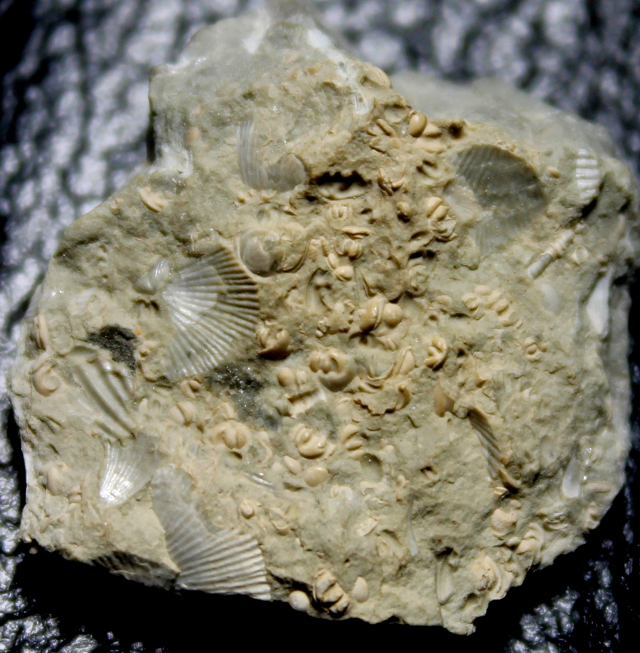 fossils ostracods