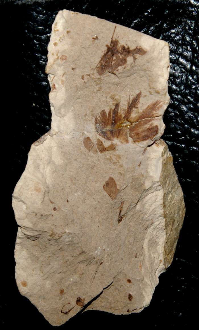 fossil bird feather