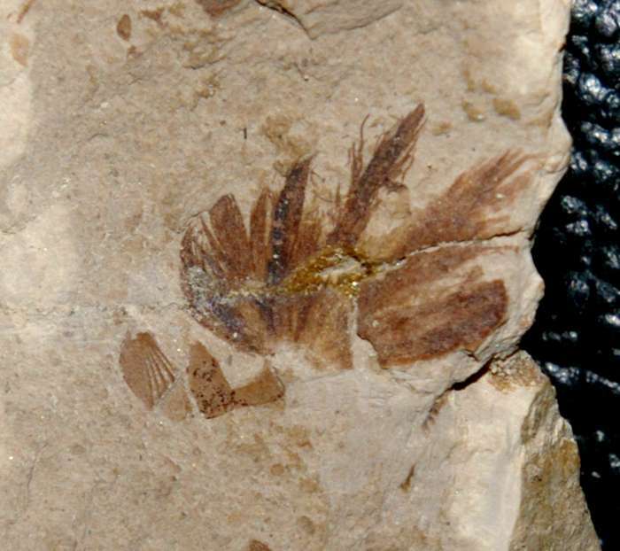 fossils bird feather