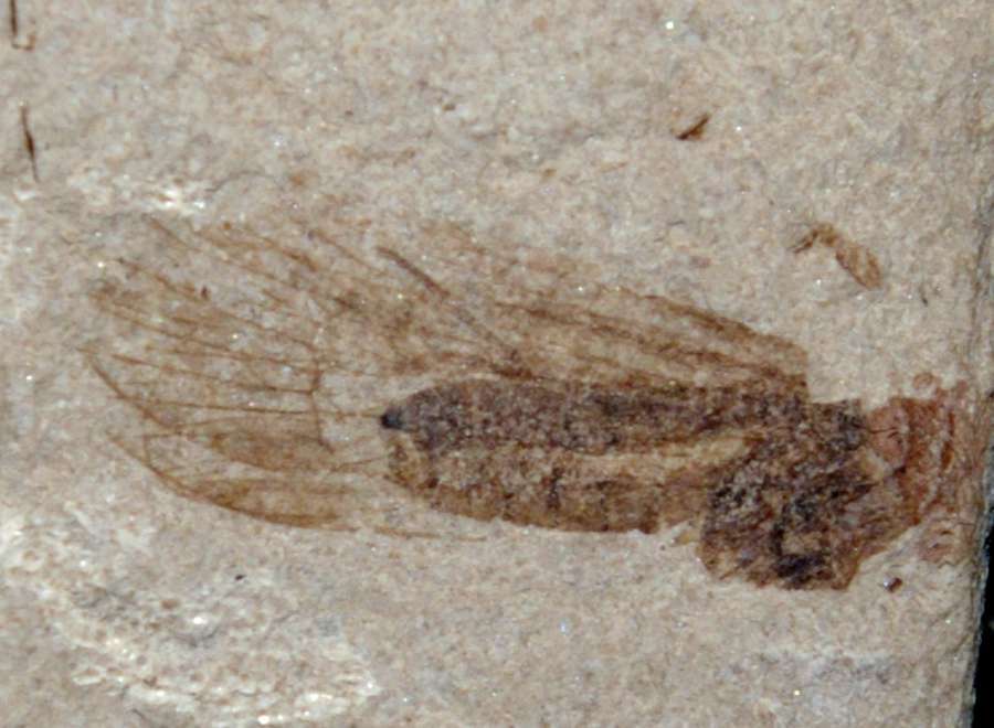 Oligocene fossil fly