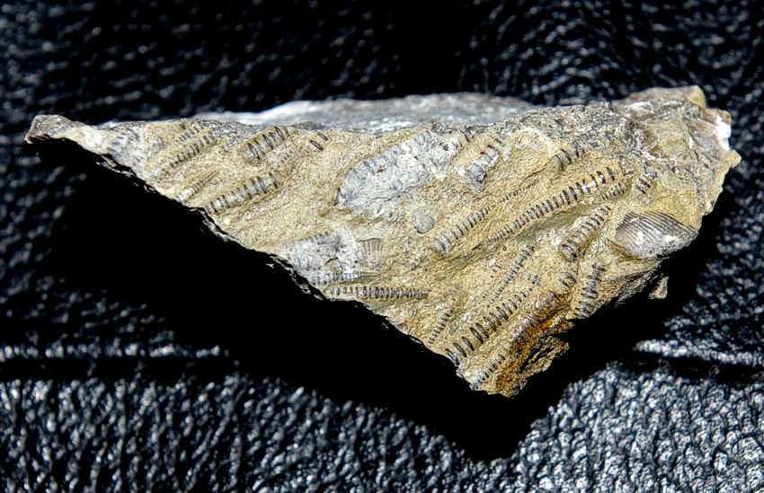 Fossil Coniconchia