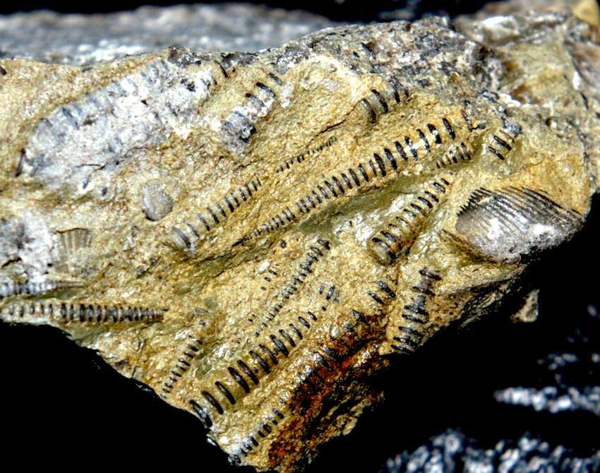 Fossil Tentacullites