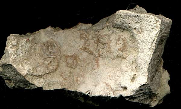 Fossil Annelida