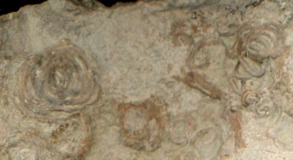 Fossil Annelida serpula